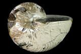 Polished Fossil Nautilus (Cymatoceras) - Madagascar #157818-1